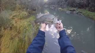 Wild Bass Currumbin Valley Gold Coast [upl. by Svoboda]