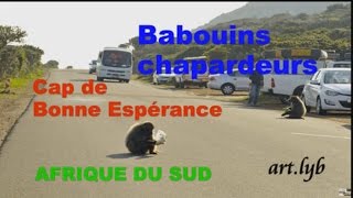 quotBabouins chapardeursquot AFRIQUE DU SUD artlyb25 [upl. by Attekram]