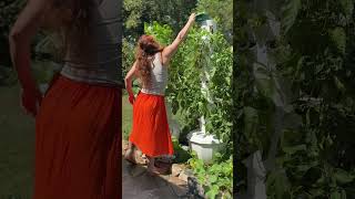 Sustainable gardening Growing food in any space yearround [upl. by Carmita]