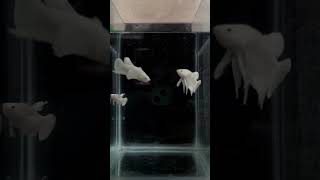 Betta fish male female breeding pair bettafishfightbettafishcare [upl. by Mufi]