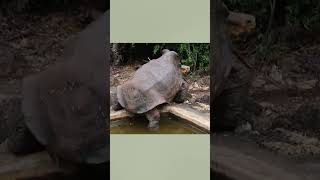 tortoise saved its whole species fyp tamilfacts interestingfacts tamilnews shriram vox [upl. by Aiht]