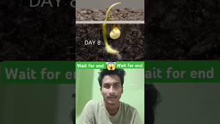 Growing red Bell pepper plant  wait for end 😱 shorts gardening amazingtimelapse plants garden [upl. by Zebaj68]