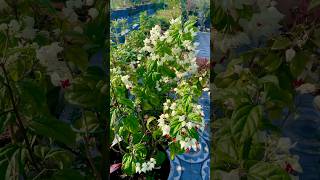 How to Plant Grow and Care for Bleeding Hearts shorts ytshorts gardening [upl. by Tiler]