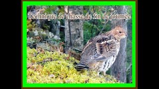 Chasse à la perdrix de fin de journée [upl. by Leona]