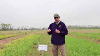 Volunteer Ryegrass Control in Hay Meadows with Dr Ron Strahan [upl. by Sahpec609]