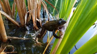 Ranas cazando SALTOS ESPECTACULARES [upl. by Amsed758]