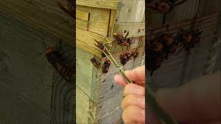 Gently Removing Giant Hornets Saving Japanese Honeybees [upl. by Brufsky443]