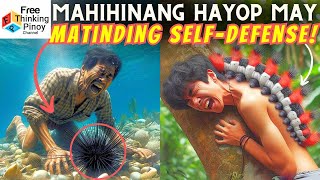 GANITO ang DEPENSA ng mga WALANG BUTO na Hayop Invertebrate Self Defense [upl. by Dinin]