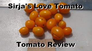 Sirjas Love Tomato  Solanum lycopersicum  Tomato Review 2024 [upl. by Komara16]