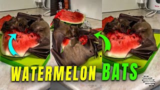 Two Fruit Bats Enjoying a Watermelon Snack [upl. by Wera914]