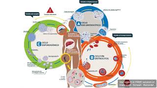 Ciclo de vida de los Parásitos de la Malaria [upl. by Ydnew687]