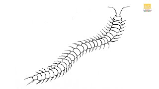 How to draw A Centipede animal II Centipede drawing Easy II part 01 II artjanag [upl. by Asilegna]