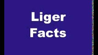 Liger Facts  Facts About Ligers [upl. by Nelle]