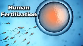 Human Fertilization and Fetal Development telugu [upl. by Canice]