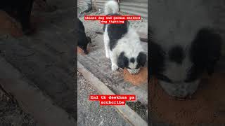 CHINES DOG AND GERMAN DOG FIGHTING FOR BON ITAshortvideo youtubeshorts viralshorts [upl. by Enoved]