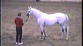 Special MemoriesTrakehner show jumping stallion at ATA stallion inspection [upl. by Medina]