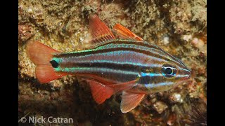 Sydney Cardinalfish  Apogon limenus [upl. by Llenrep578]