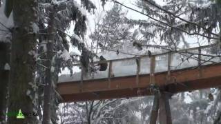 Nationalpark Bayerischer Wald Schneeräumen auf dem Baumwipfelpfad [upl. by Nawaj]