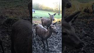 Wild im Wildpark Wiehl wildlifeanimals shortsvideo [upl. by Eelak]