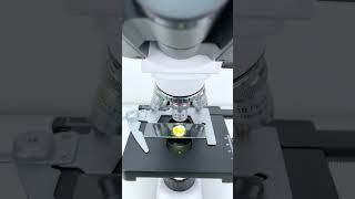 Softboiled egg magnified 40 times is seriously cool shorts microscope science [upl. by Aihsekin]