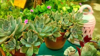 How to grow and care Echeveria plantRooftop garden [upl. by Schlessel]