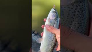 State stockers at secombe lake park rainbowtrout [upl. by Adiazteb545]