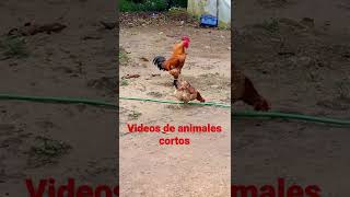 Gallo cantando en el campo [upl. by Yde]