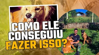 Reabilitação de cachorro agressivo  Como adestrar um cachorro agressivo que morde qualquer coisa [upl. by Seftton]