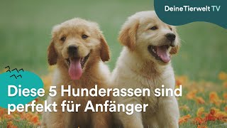 Ruhig amp für Anfänger geeignet Diese 5 Hunderassen überzeugen [upl. by Edia]