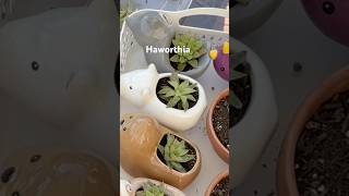 Propagate Haworthia garden plantpropagation [upl. by Haukom]