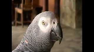 Afrikaans Speaking African Grey Parrot [upl. by Diantha]