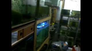 My messy fish room mainly rare livebearers and guppies [upl. by Antonin206]