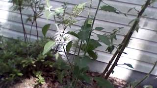 Capsicum pubescens amp wild capsicum plant update [upl. by Zeret]