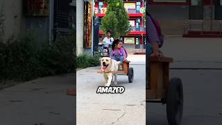 Dog picks up girl from school🤩 [upl. by Eidna742]