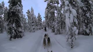 Kiruna Sweden Dog Sledding 6 Day Tour  Jukkasjärvi Wilderness Tours [upl. by Dyanna]