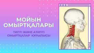 Мойын омыртқаларыVertebrae cervicales [upl. by Assilen]