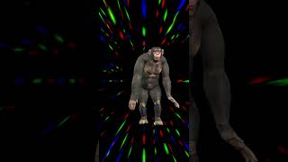 FUNNY ANIMALS CHIMPANZEE SHUFFLE [upl. by Riegel]