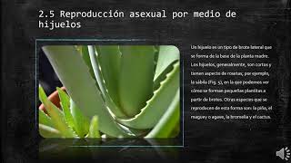 Reproducción asexual en las plantas [upl. by Erminie]