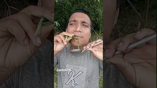 Natural Remedies for Cold and Cough  camping bushcraft survival outdoors forest skills sento [upl. by Ajna]