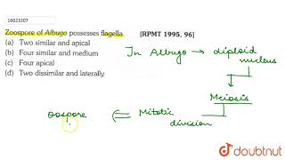 Zoospore of Albugo possesses flagella [upl. by Acirtap]