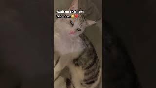 Chipie❤️ shortvideo humour J cat chat cute mignon [upl. by Yreved]