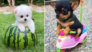 Baby Dogs 🔴 Cute and Funny Dog Videos Compilation 13  30 Minutes of Funny Puppy Videos 2021 [upl. by Ahsyt]