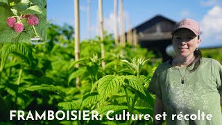 Les Framboisier Culture et récolte [upl. by Natala]