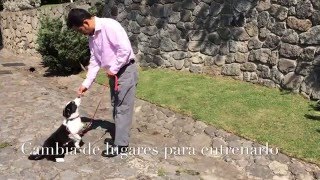 Como entrenar a tu BorderCollie [upl. by Garreth]