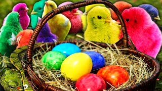 LUCU SEKALI ðŸ£ðŸŒˆAyam Lucu Ayam Warna WarniAyam Rainbow GokilKura Kura LucuBebek Wek WekHewan Lucu [upl. by Sundstrom]