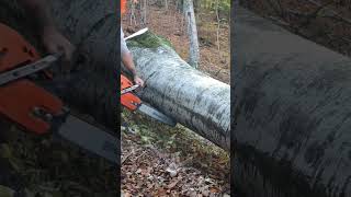 asmr lumberjack wood logging husqvarna [upl. by Kcirdez]