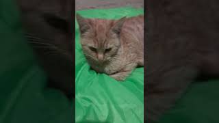 foryoupage youtubeshorts YouTube cat sleep cute [upl. by Mozelle]