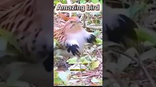 Awesome bird hand work funny viralvideo foryou [upl. by Cowen]