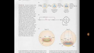 Development of vertebrate eye  reciprocal induction [upl. by Olia]