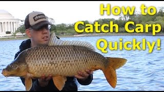 How to catch carp quickly  Fishing for carp with pack bait [upl. by Aztiray127]